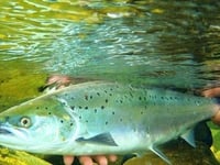 Rivers Trust say Aberaeron harbour dredging "unlikely" to affect fish