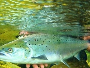 Rivers Trust say Aberaeron harbour dredging "unlikely" to affect fish