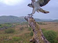 Local osprey found dead on beach