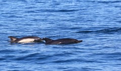 Melanistic common dolphin in Cardigan Bay