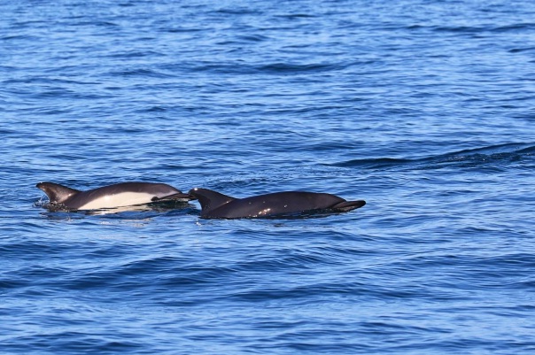 Melanistic common dolphin in Cardigan Bay