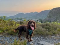 Search for dog ends in tragedy