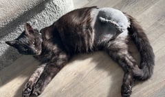Cat believed to have been shot at loses leg
