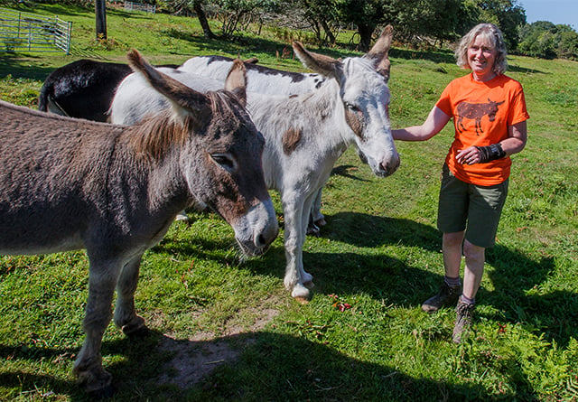 Donkeys, dolphins and more get helping hand with £15m funding