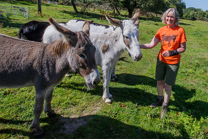 Donkeys, £15m Welsh Government funding for nature