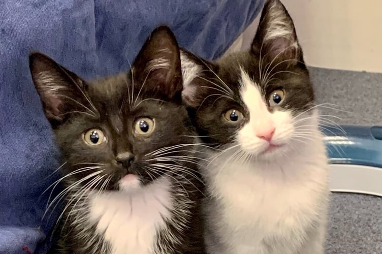 Just some of the kittens being cared for at the Freshfields Animal Rescue Centre (Picture : Freshfields Animal Rescue Centre/Facebook)