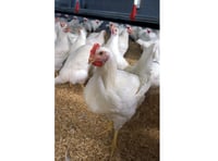 Huge mid Wales chicken farm plans approved