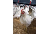 Huge mid Wales chicken farm plans approved