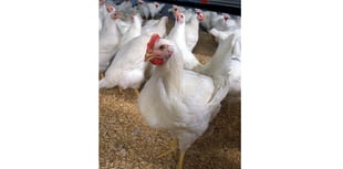 Huge mid Wales chicken farm plans approved