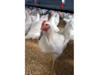 Huge mid Wales chicken farm plans approved
