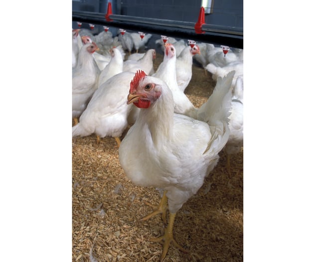 Huge mid Wales chicken farm plans approved