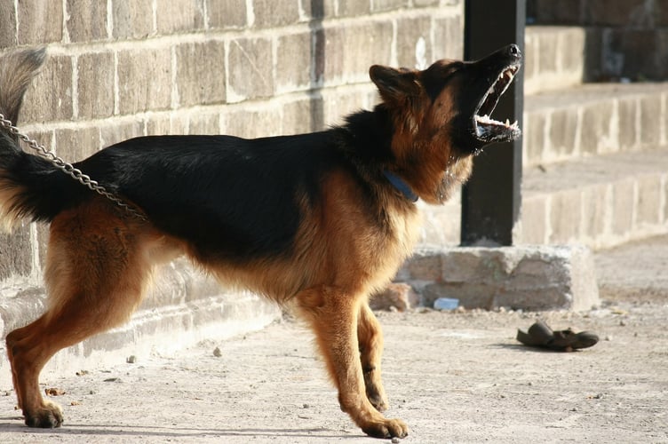 Dog barking