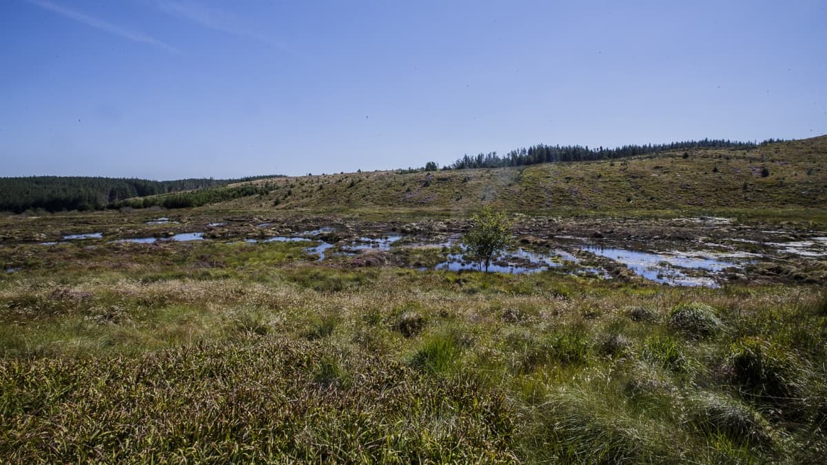 Bogs In England Why mid Wales bogs are key to fighting climate change | cambrian-news.co.uk