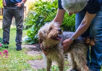 Abandoned pets on rise amid cost-of-living crisis