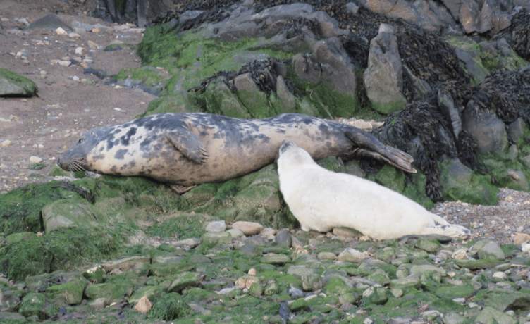 Seal and pup