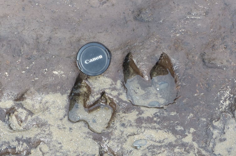 Animal footprints made in the clay