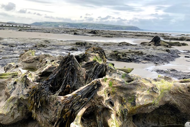 A petrified forest has been uncovered in Borth. 