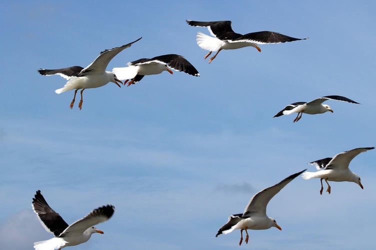 Seagulls