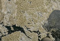 Goop soup: The terrible mess in Ceredigion’s longest river