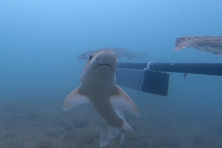 A group of smallspotted catfish investigates an underwater camera in Cardigan Bay