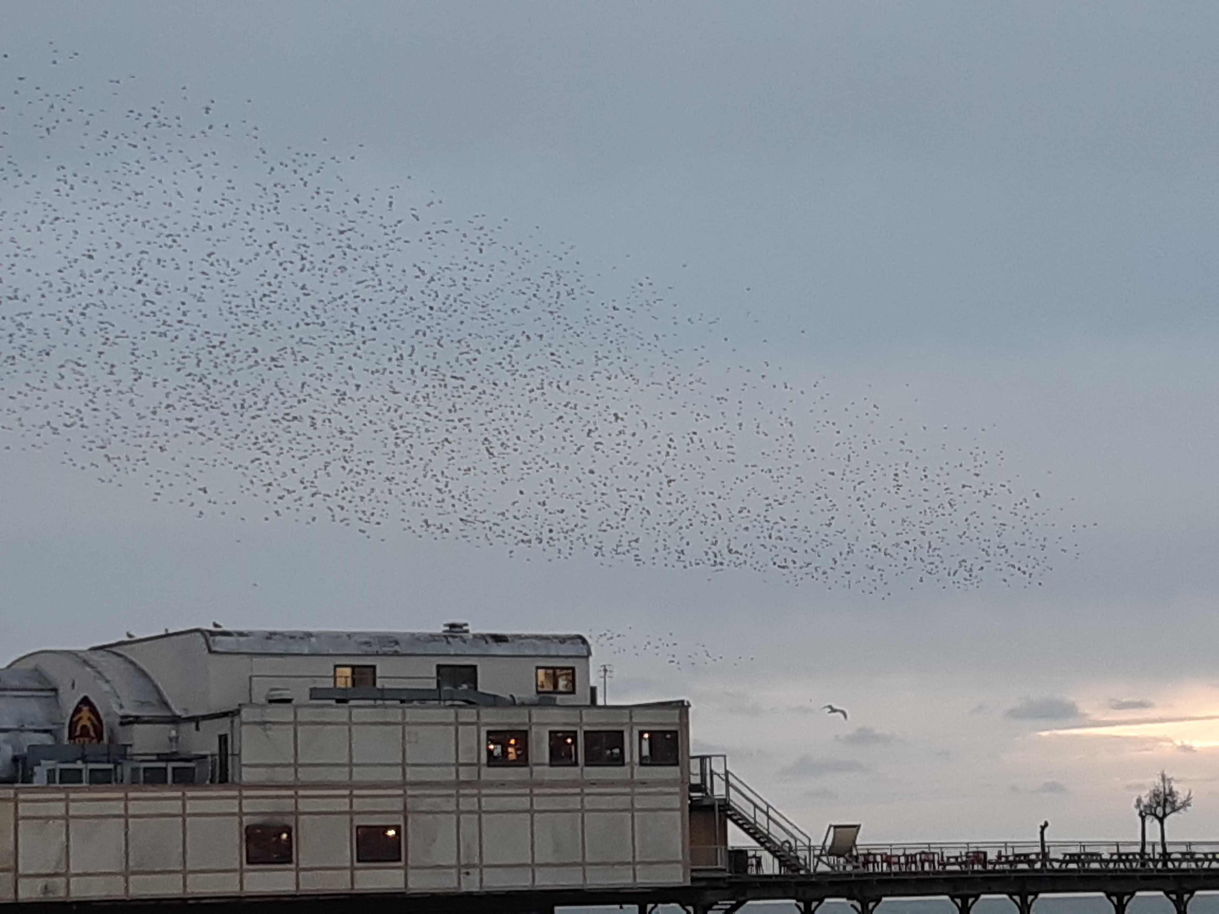 Have Aberystwyth's starlings found new place to roost?