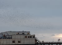 Have Aberystwyth's starlings found new place to roost?