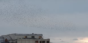 Have Aberystwyth's starlings found new place to roost?