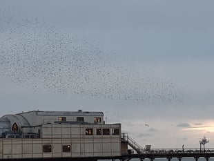 Have Aberystwyth's starlings found new place to roost?