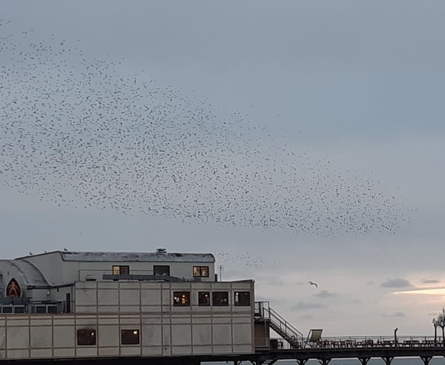 Have Aberystwyth's starlings found new place to roost?