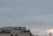 Have Aberystwyth's starlings found new place to roost?