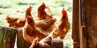 Bird flu case confirmed in mid Wales 