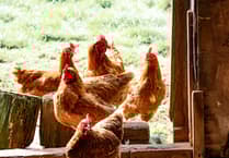 Bird flu case confirmed in mid Wales