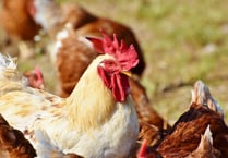 Bird flu case confirmed in mid Wales