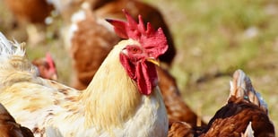 Bird flu case confirmed in mid Wales