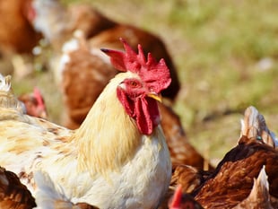 Bird flu case confirmed in mid Wales