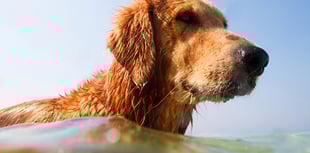 A dog is not just for Christmas