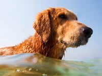 A dog is not just for Christmas