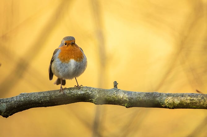 look-out-for-robin-redbreast-and-help-him-thrive-this-winter-cambrian