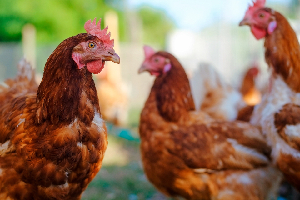 Bird Flu restrictions lifted across Wales