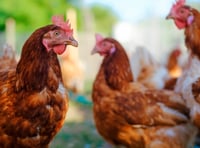 Bird Flu restrictions lifted across Wales