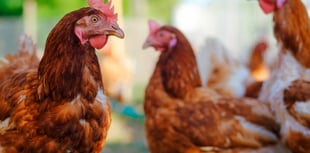 Bird Flu restrictions lifted across Wales