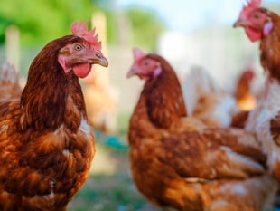 Bird Flu restrictions lifted across Wales