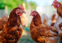 Bird Flu restrictions lifted across Wales