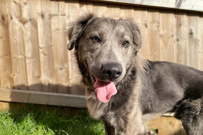 Charlie finds his forever home for Christmas 