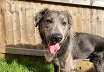 Charlie finds his forever home for Christmas