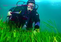Llŷn seagrass project begins