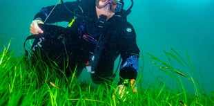 Llŷn seagrass project begins