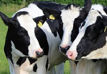NFU's search for Dairy Stockperson of the Year begins