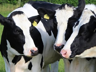Livestock-related incidents most common cause of deaths on farms