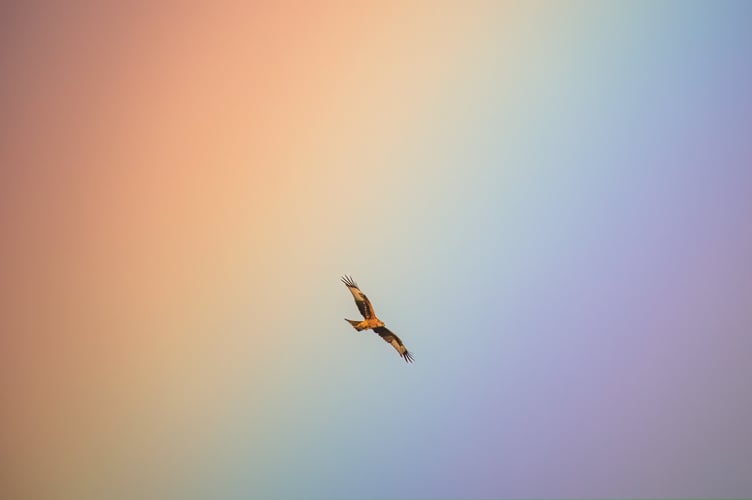 red kite rainbow